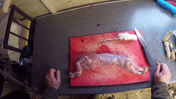 How to prepare/skin a wild rabbit