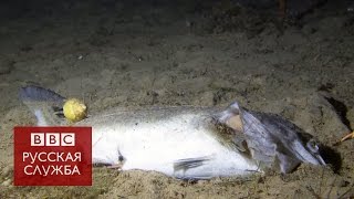 Что происходит с мертвой рыбой на дне океана - BBC Russian Что происходит с мертвой рыбой на дне океана - BBC Russian