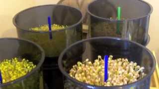 Grow Your Own Nutrition Powerhouses: SPROUTS! days 3&4