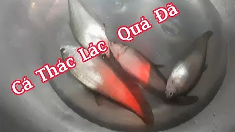 Câu Cá Thác lác Thiên Nhiên Quá Đã. Cá Ăn Không Kiệp Giật. TV Chim Cá Cảnh Fishing.