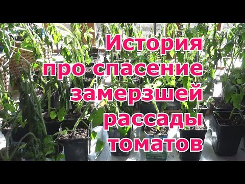 Что делать и как спасти подмерзшую рассаду томатов