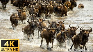 Our Planet | 4K African Wildlife - Great Migration from the Serengeti to the Maasai Mara, Kenya