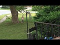 Robins attacking a squirrel on a bird feeder. (Short)