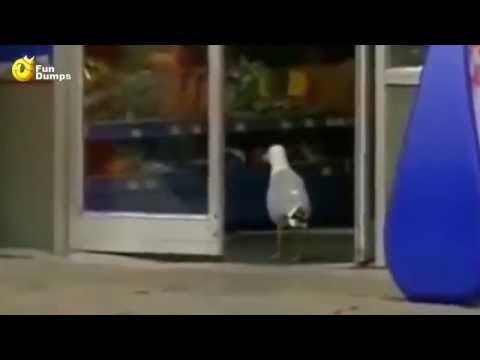 This seagull lived a normal live. Until the thug life chose him