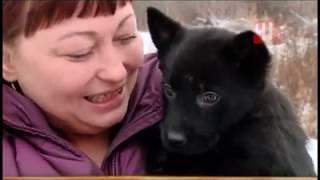 Щенок в Кольцово Щенок в Кольцово