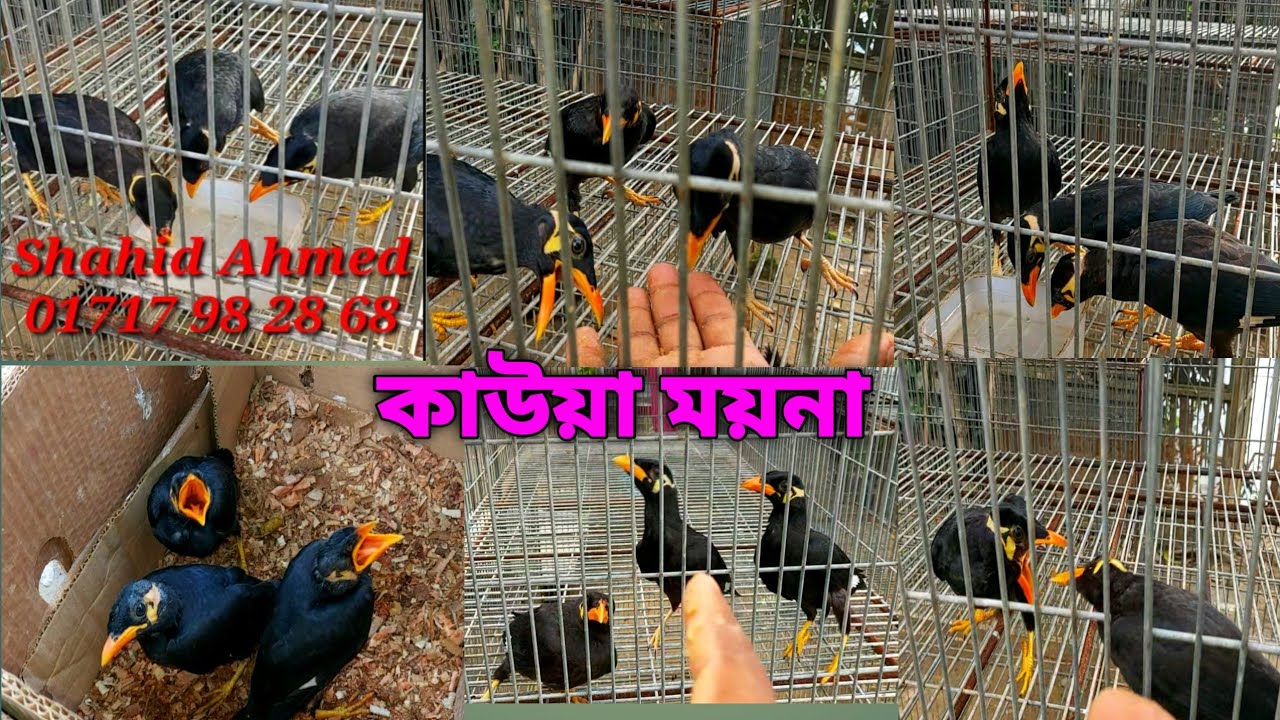 কাউয়া ময়না কাক ময়না | Kak moyna Kauwa moyna 