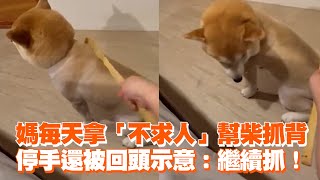 媽每天拿「不求人」幫柴犬抓背　停手還被回頭示意繼續抓寵物動物可愛柴犬精選影片