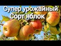 Яблоня Чемпион / Супер урожайные сорта яблок Чемпион