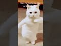 aura+ego+enigma pra esse gatinho💀