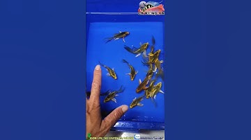 bé bé xinh xinh hàng chất lượng ảnh chị ơi