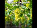 7 Amazing Benefits of Grapes 🍇 | Why You Should Eat Grapes Daily #shorts #healthbenefits #nutrition