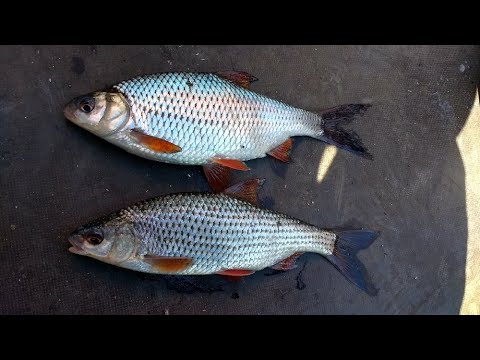 КАРАСЬ И ПЛОТВА на УДОЧКУ В лягушке
