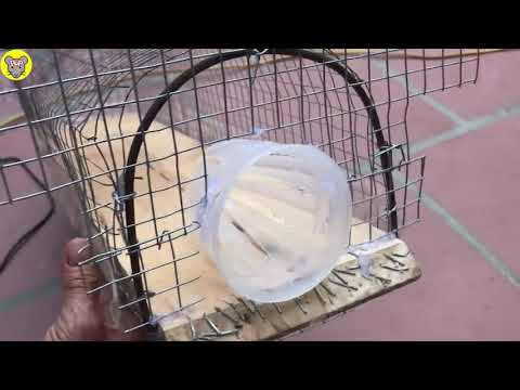 CARA MEMBUAT JEBAKAN TIKUS MENGGUNAKAN JARING BESI CARA MEMBUAT JEBAKAN TIKUS MENGGUNAKAN JARING BESI