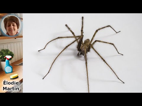 Comment Éliminer les Araignées : Astuces Efficaces contre les Nuisibles Domestiques hqdefault
