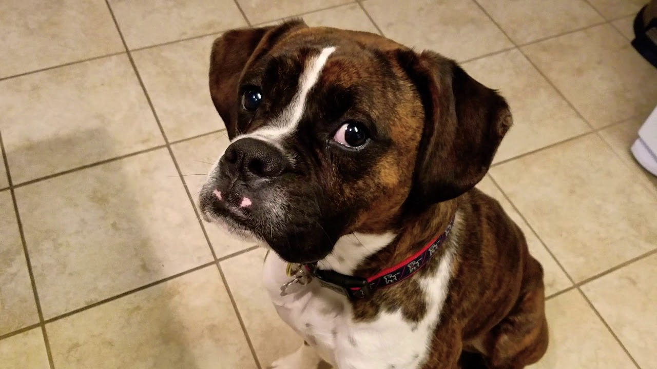 chocolate boxer dog