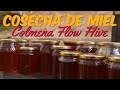 Colmena Flow (Flow Hive™) - Solucionando Problemas en la Cosecha de Miel