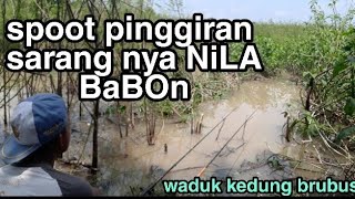 SARANG NILA BABON DI WADUK KEDUNG BRUBUS||mancing di pinggir dapat nya babon yg nyobok zooos