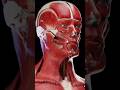 Facial Muscle Of Human Body #viral