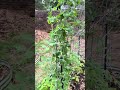 My snap peas have finally started flowering and producing fruit!!! I was really worried.