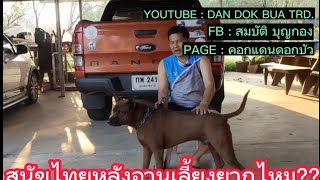 หมาไทยหลังอานเลี้ยงยากไหม??? Thai ridgeback dog.#dog #dogs #หมา #ไทยหลังอาน #สุนัข @dandokbuatrd.