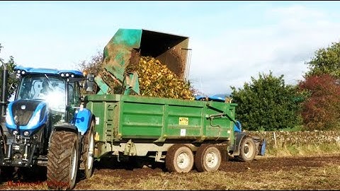 Fodder Beet Harvesting and Stowage.