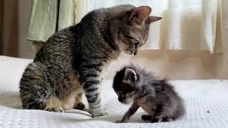 Great love of older cat groomed a naughty kitten while gently training him...