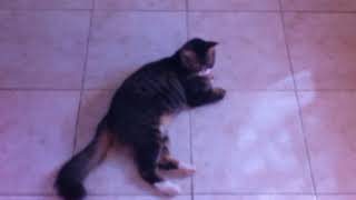 6.11.2017 усыпили Чернушку, кальцивироз. IMG 2384 6.11.2017 усыпили Чернушку, кальцивироз. IMG 2384