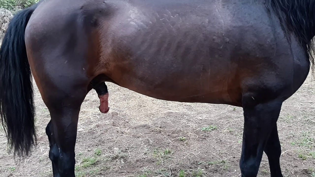 Horse Cock 3