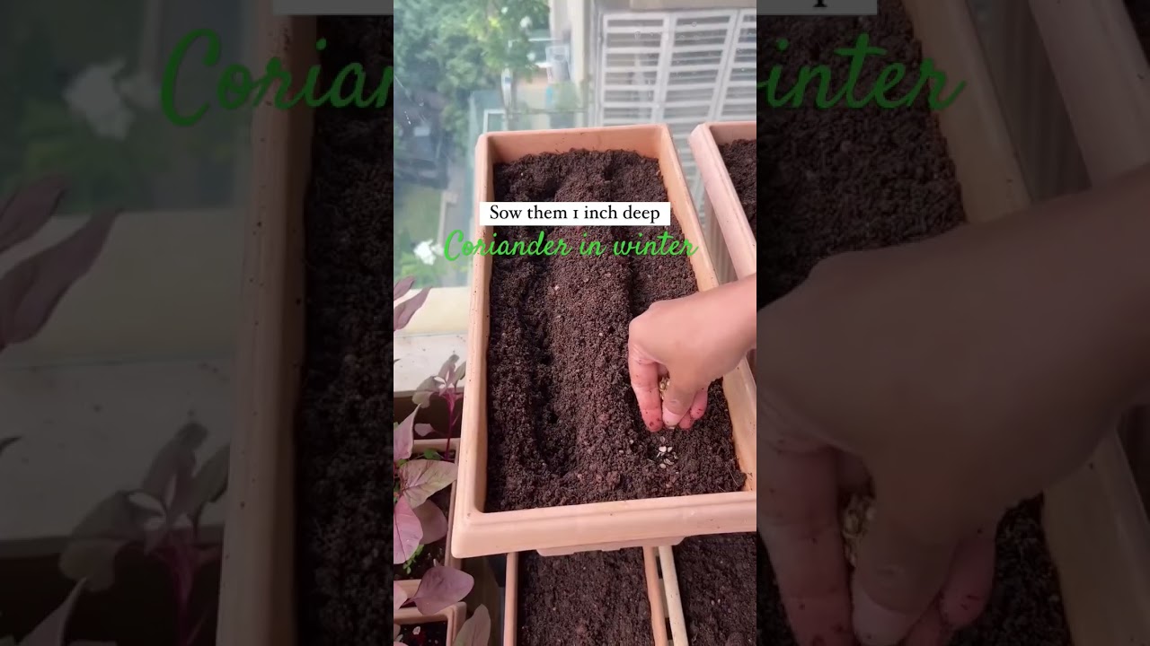 Coriander leaves growing tips 🫰