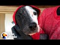 Puppy Found On Train Tracks Is About To Meet His Forever Family | The Dodo Foster Diaries