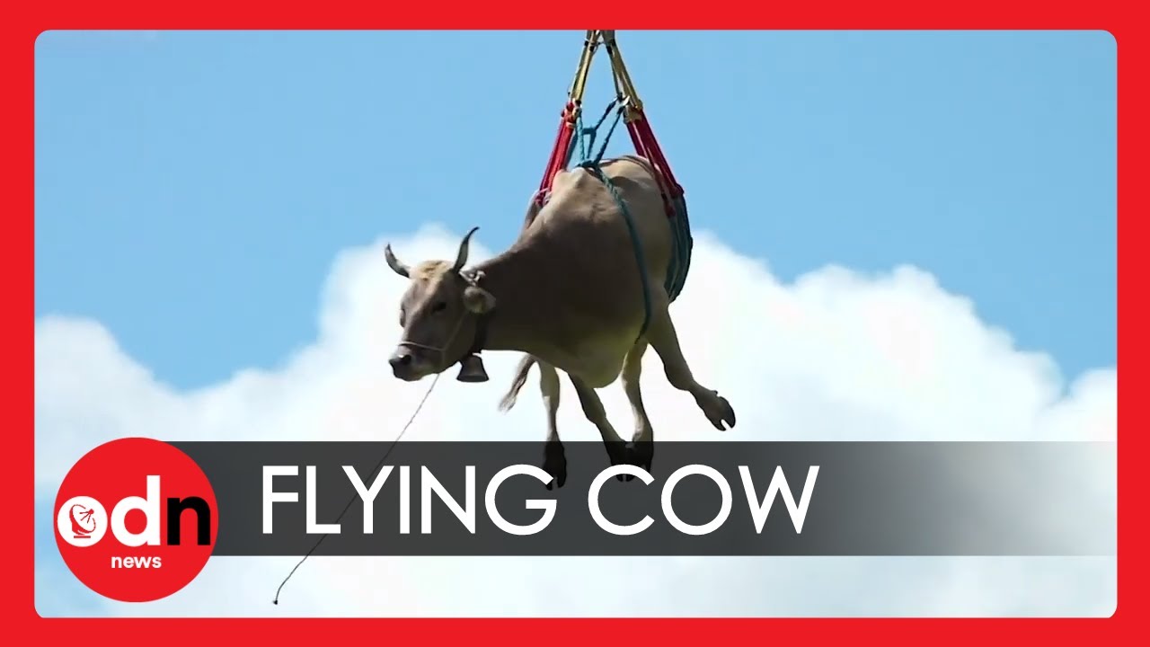 OMG - A Flying Cow