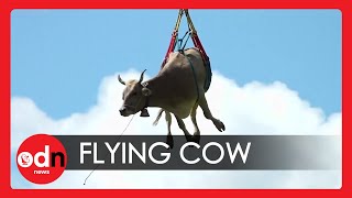 Cow Airlifted From Swiss Mountain in Hilarious 'Bodenfahrt' Video