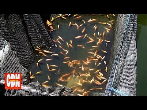 BENIH IKAN NILA PALING LAKU DI PASARAN