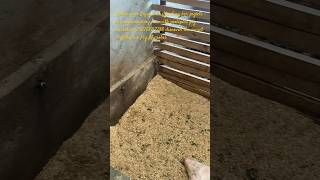 Improve survivability of your piglets by using molaplus pig microbes for healthier sows& piglet
