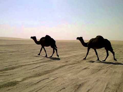 Wild camels in Qatari desert