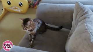 Bengal Cat Chases Tail & Silly Antics by Bonnie & Isla Bengal Twins 1,118 views 1 year ago 2 minutes, 13 seconds