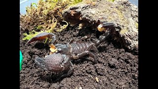 Emperor Scorpion – The Lawrence Hall of Science
