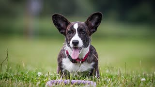 Cardigan Corgi Heat Cycles & Breeding: Everything You Need to Know