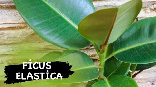 Ficus Elastica (Kauçuk Ağacı) bakımı nasıl yapılır.. Detaylı video.. #ficuselastica #kauçuk Resimi