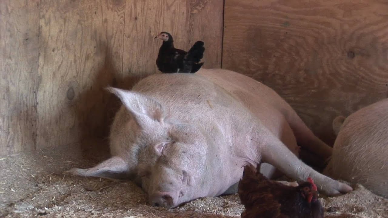 Chicken Laying On Pig_Animal Acres backup