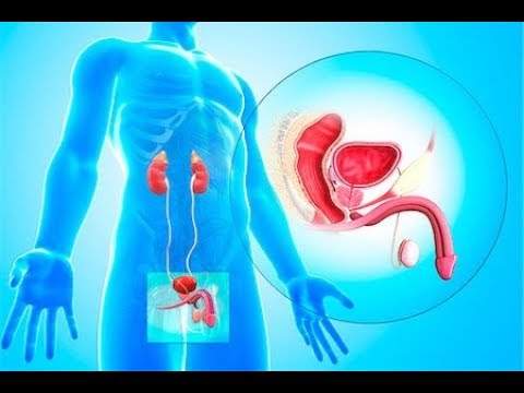 Vídeo: Com Augmentar El Flux Sanguini Al Penis