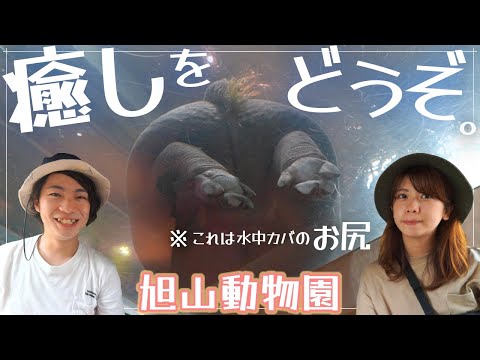 大人気動物園の展示がすごいから見て欲しい!【北海道/旭山動物園】