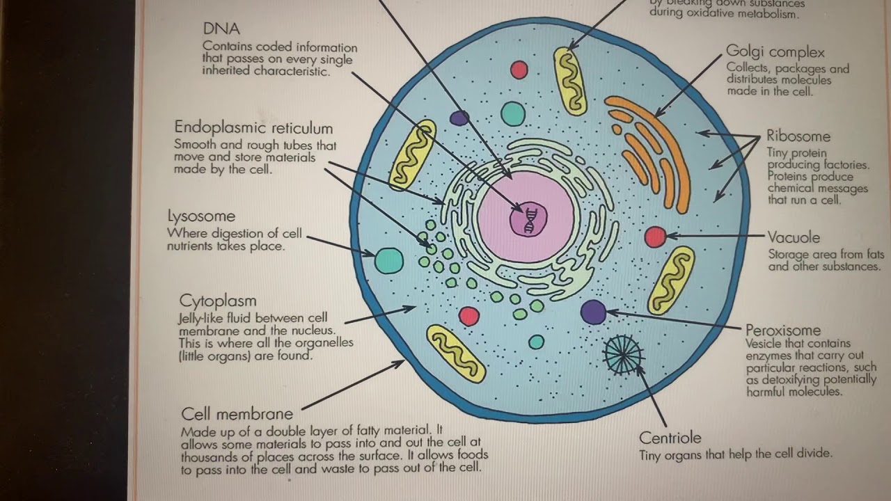 assignment on cell structure and function