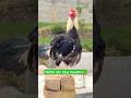 Watch My King Rooster | Top Breed🐓#shorts #rooster #viralvideo #youtubeshorts