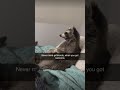 Never Mind Girlfriends When You Got Raccoons 😎🦝 #tiktok #funny #viral #trending