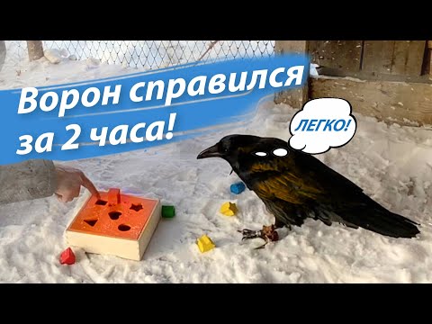 Видео: Купил ворону игру «сортировщик» и он делал с ней всякое…