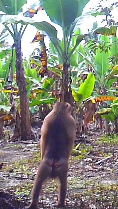 🔴This macaque was almost hit by a trap