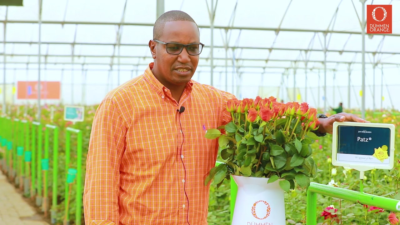 Dümmen Orange Kenya