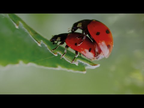 Breng leven in je tuin.