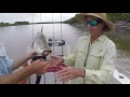 South alligator river run off Barra fishing